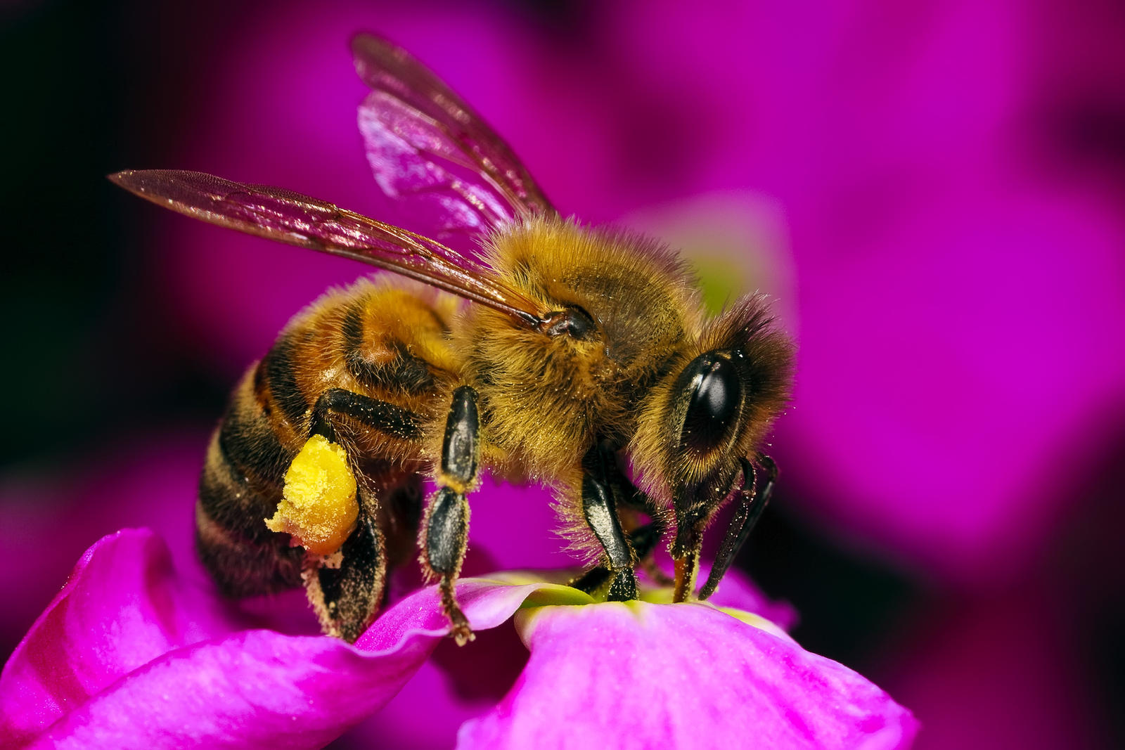 Honeybee in a Wallflower III