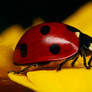 Ladybug on Yellow