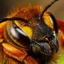 Cuckoo Bee Portrait III