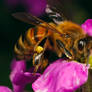 Honeybee in a Wallflower V