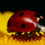 Ladybug on Yellow III
