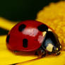 Ladybug on Yellow IV