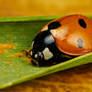 Ladybug on Green I