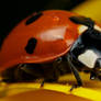 Ladybug on Yellow V