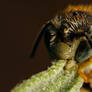 Monorail Bee I