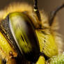 Solitary Bee Portrait III