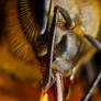 Baited Honeybee II
