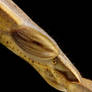 Slant Faced Grasshopper I