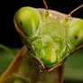 Mantis Portrait I