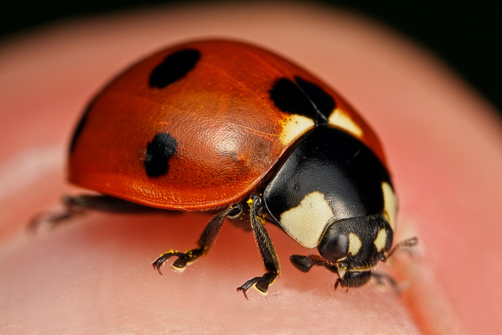 My Pet Ladybug