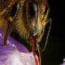 Honeybee on Lavender