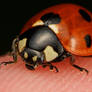 My Pet Ladybug II