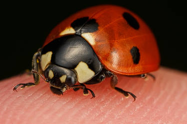 My Pet Ladybug II