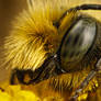 Male Mason Bee Portrait I