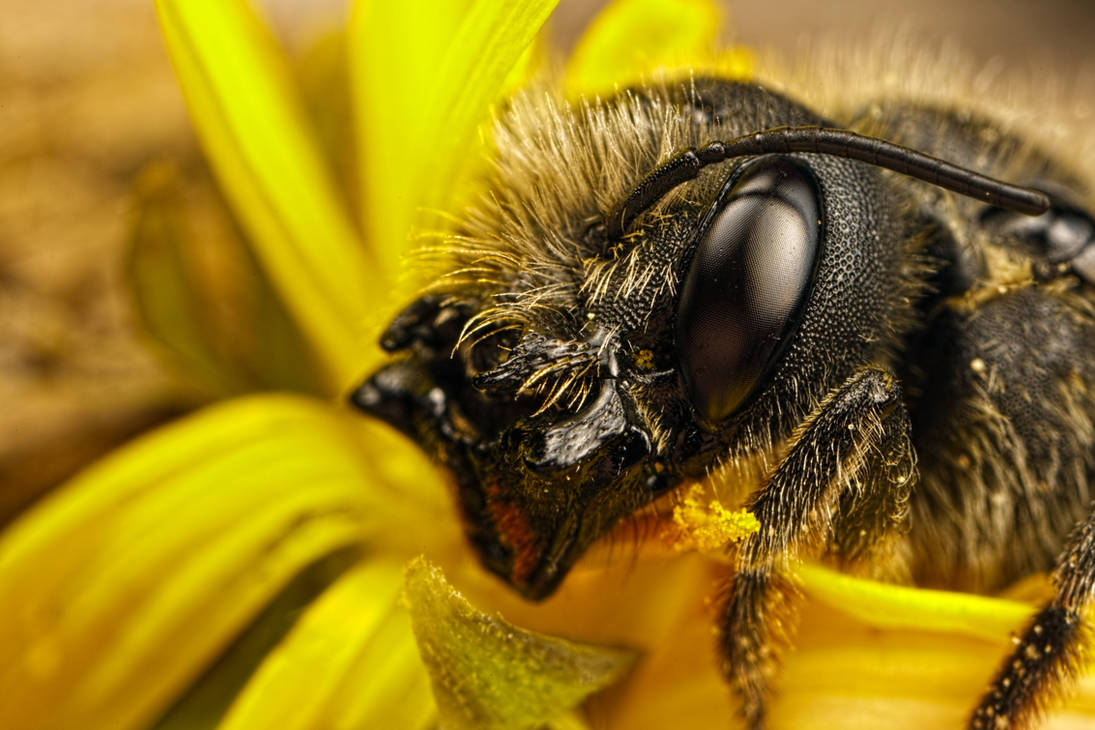 Female Mason Bee Portrait II by dalantech on DeviantArt Female Mason Bee Portrait II by dalantech on DeviantArt