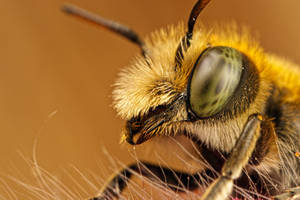 Male Mason Bee Portrait II