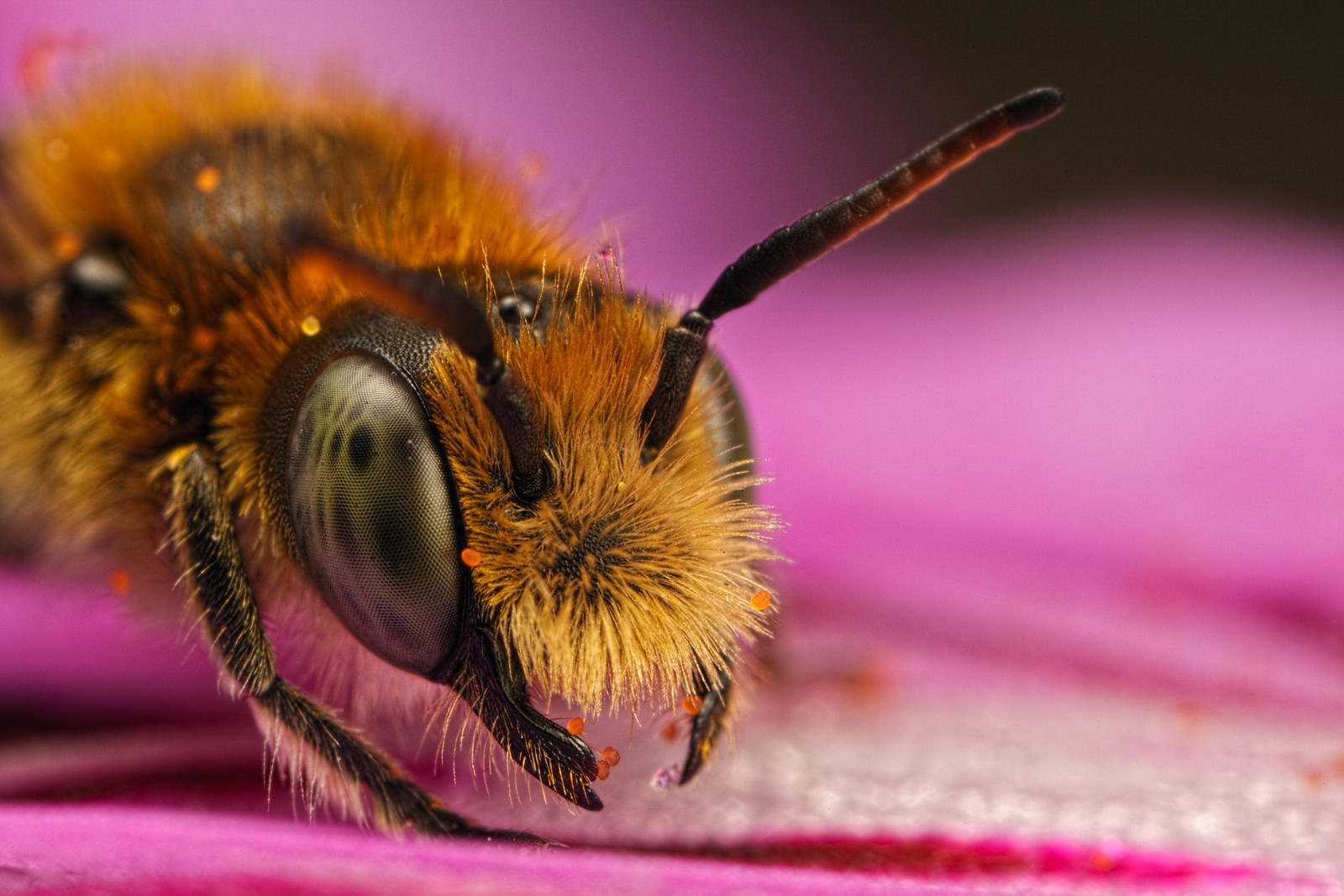 Miner Bee Portrait V