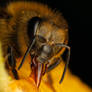 Feeding Honeybee 2010-1