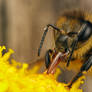 Honeybee Nom