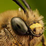 Solitary Bee Portrait at 5x