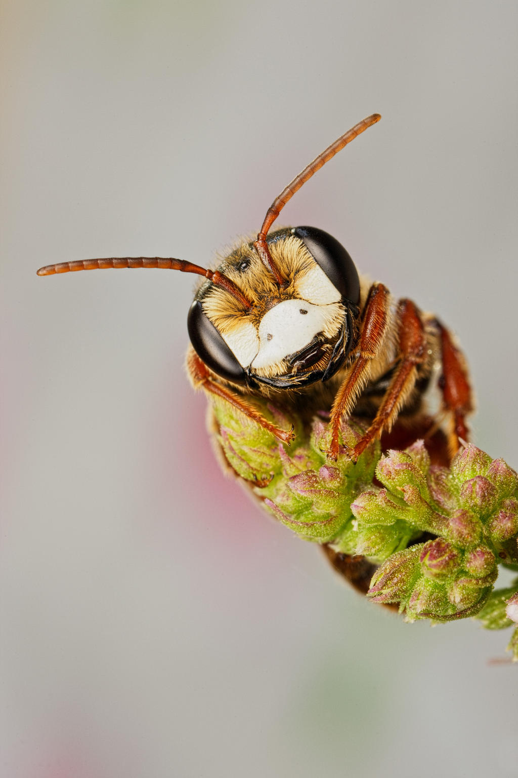 Solitary Bee on Mint III