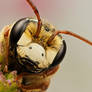 Solitary Bee on Mint IX