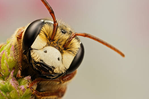 Solitary Bee on Mint IX