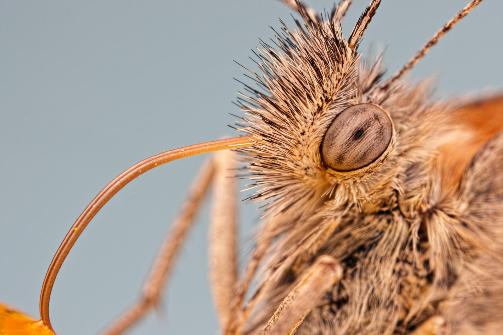 Nature's Crazy Straw II