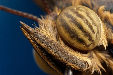 Butterfly Portrait VI