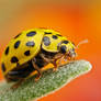 21 Spot Ladybug