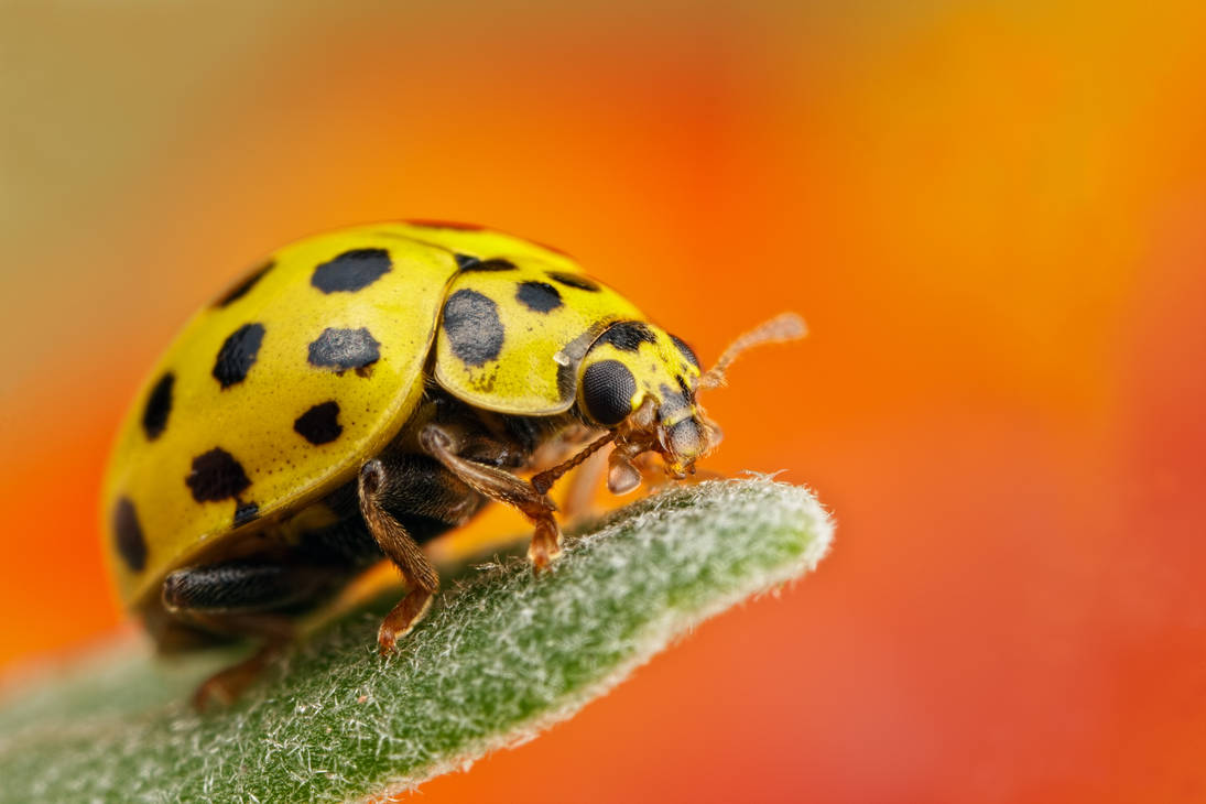 21 Spot Ladybug by dalantech