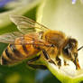 Feeding Honeybee