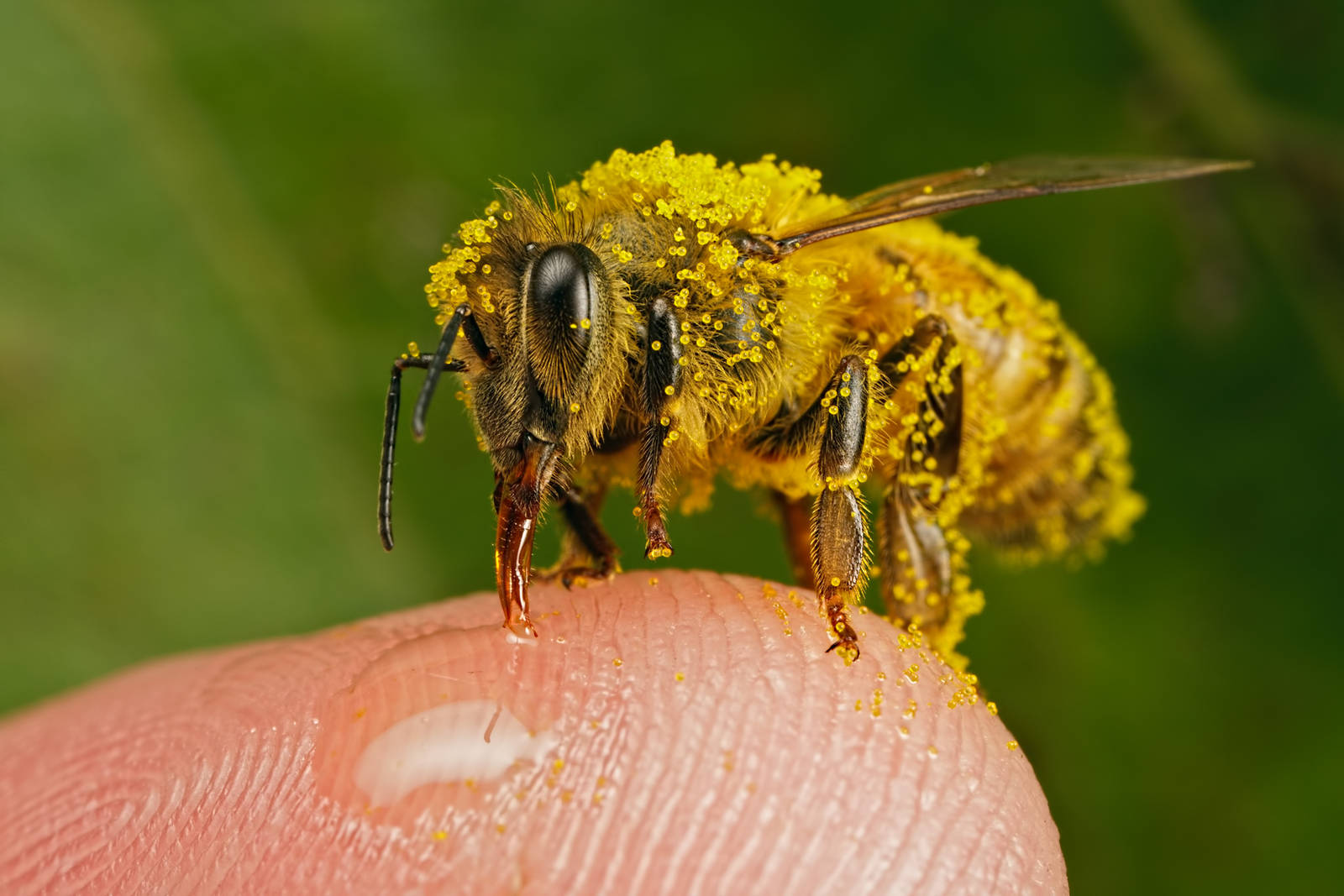 Pollinators Series 3-3 by dalantech