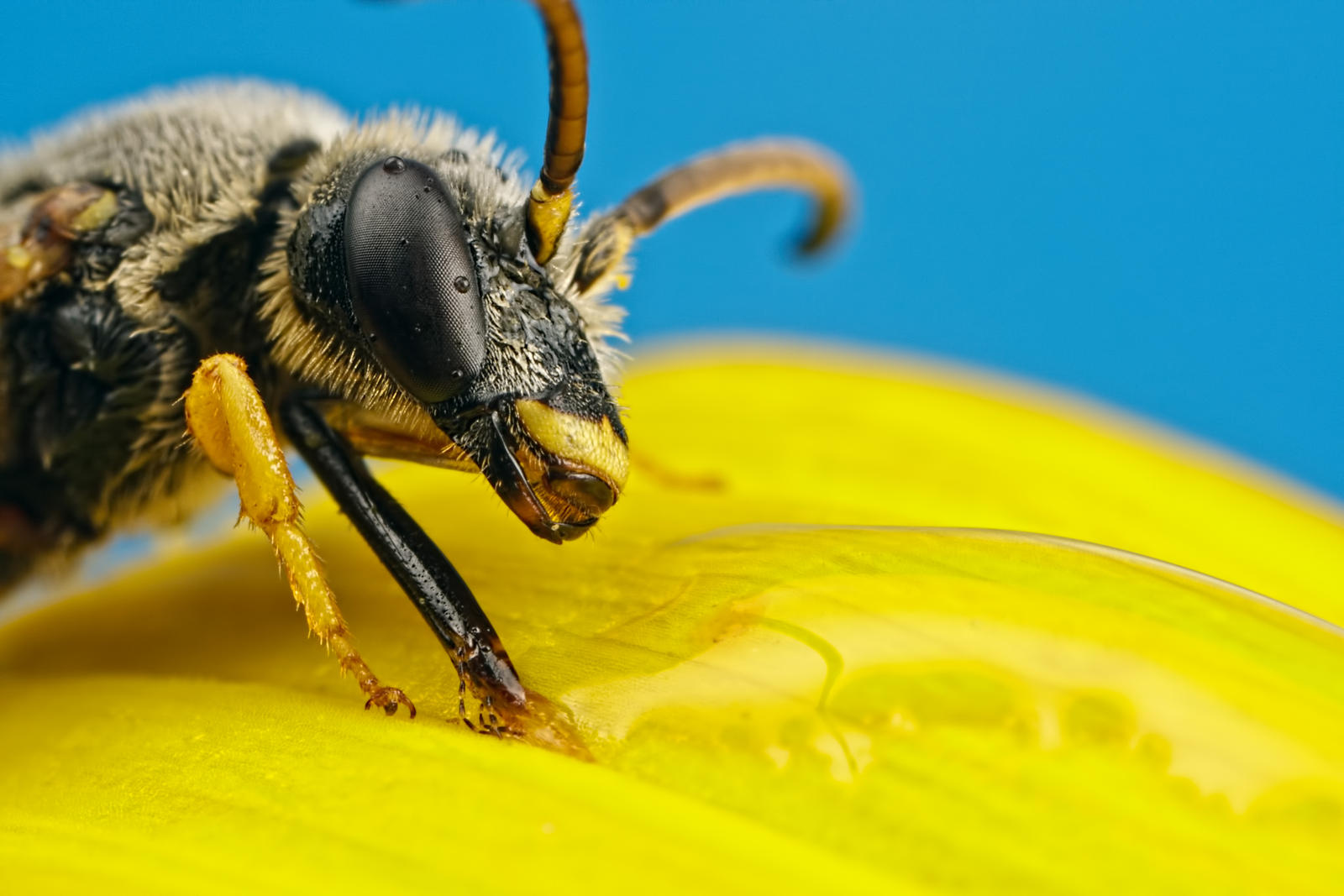 Feeding Solitary Bee Series 1-2