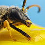 Feeding Solitary Bee Series 1-3