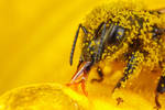 Honeybee Covered in Zucchini Pollen by dalantech