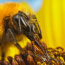 Feeding Bumblebee on a Sunflower III