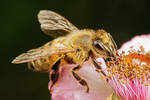 Honeybee Feeding on a Blackberry Flower III by dalantech