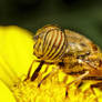 Male Banded Eye Drone Hoverfly I