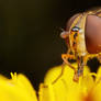 Hoverfly Eating Pollen