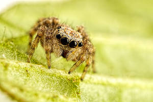 Little Jumping Spider