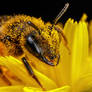 Solitary Bee on a Dandelion III