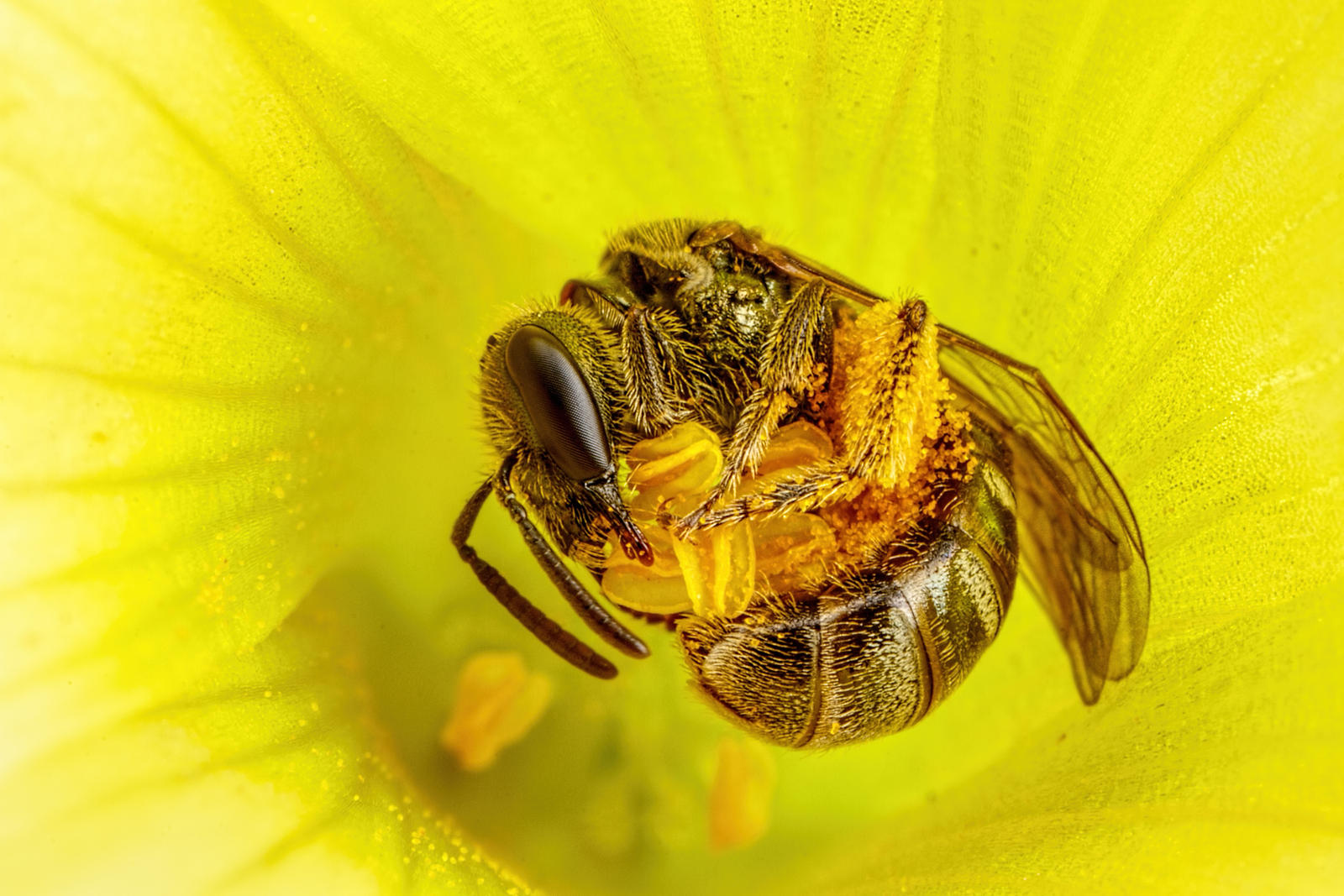 Collecting Pollen by dalantech