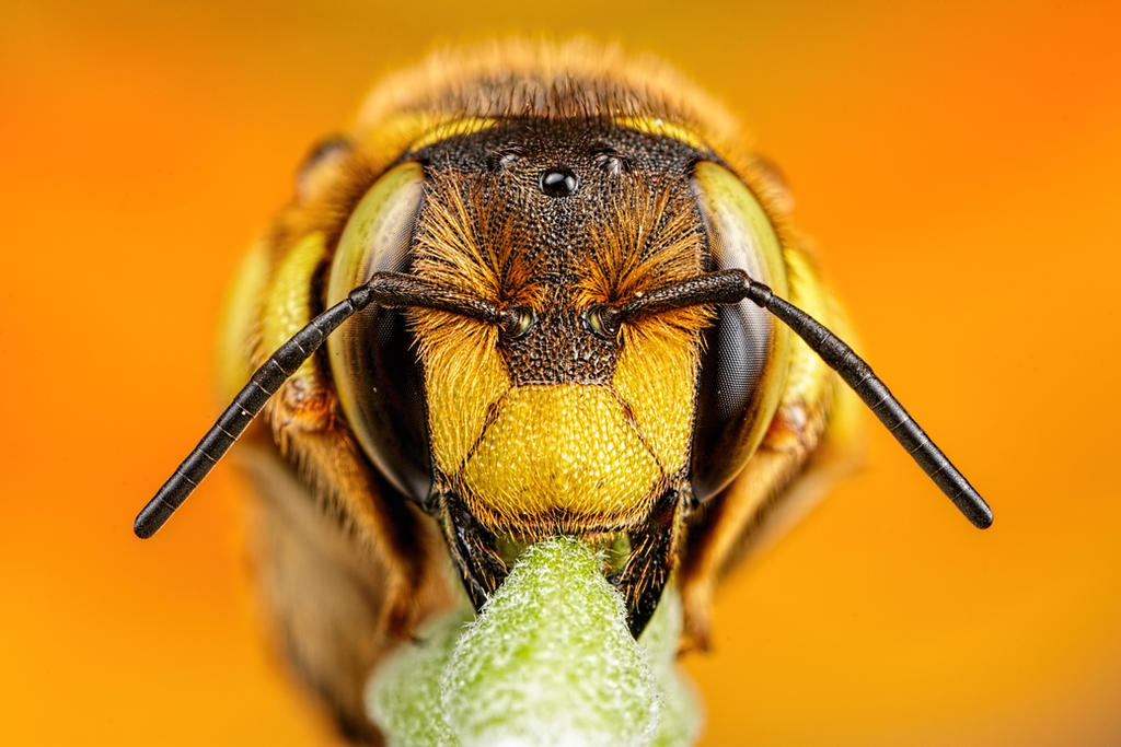 Wool Carder Bee Series 1-1 by dalantech