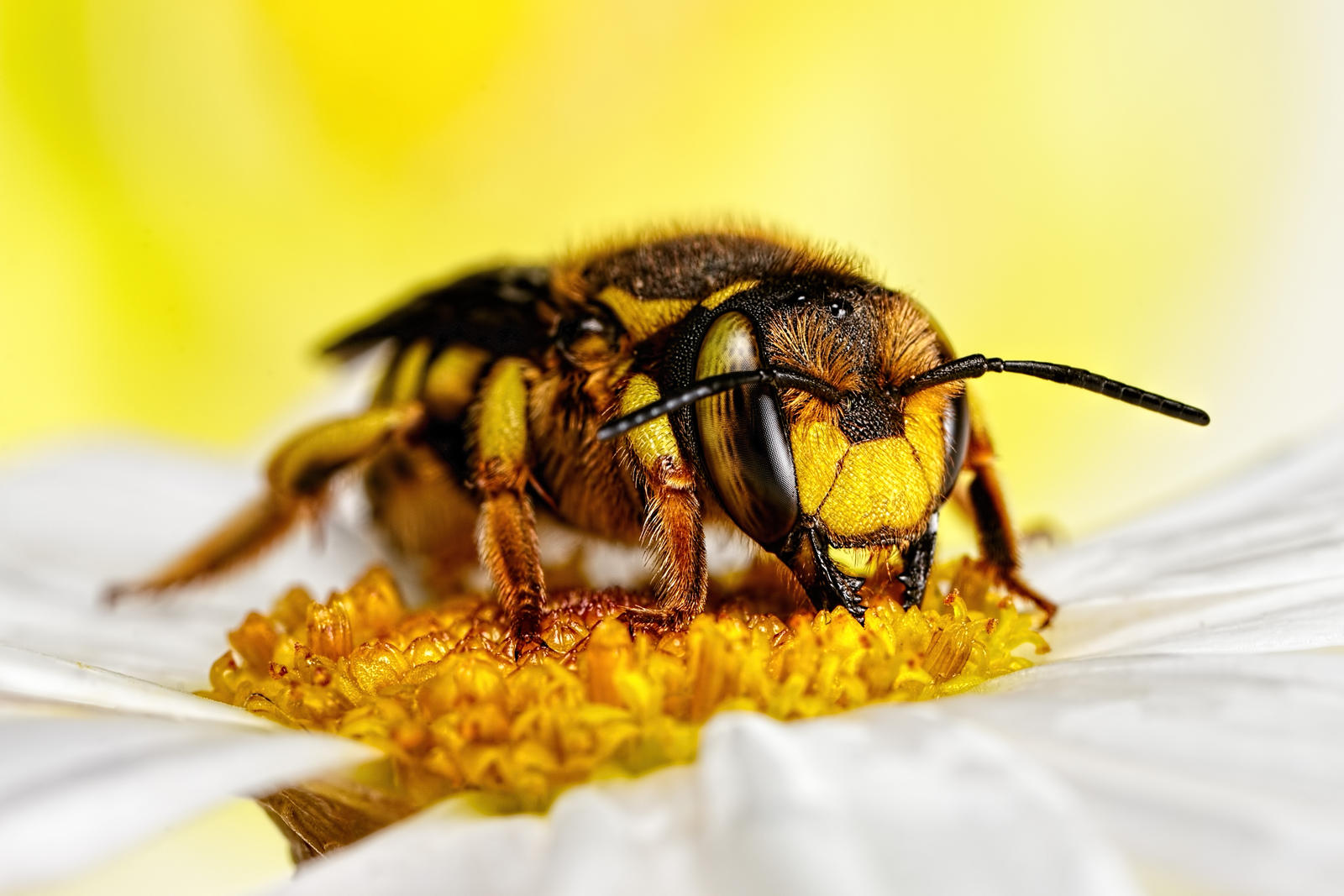 Wool Carder Bee Series 1-5 by dalantech