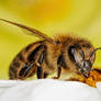 Honeybee Series 1-1