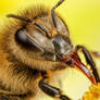 Honeybee Series 1-2