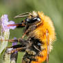 Feeding Bumblebee Series 1-2