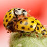 Mating Ladybugs