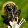 Bumblebee in Basil II